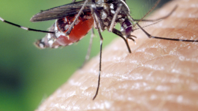 Febbre West Nile uccide un uomo a Cento: virus spesso asintomatico pu&ograve; causare la morte