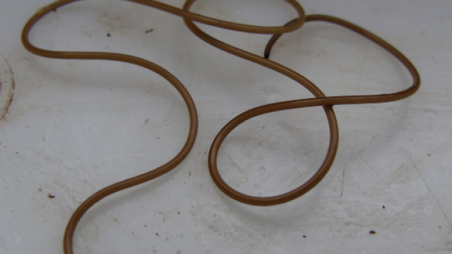 Vermi nematodi "scogelati" dopo 42mila anni