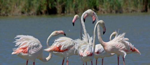 Colony of Greater Flamingo in the Camargue, France (Image courtesy – Andrea Schaffer, Wikimedia Commons)