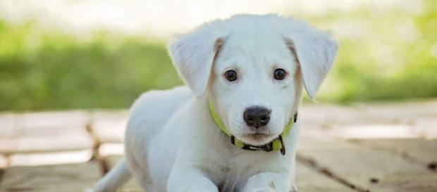 Vanderpump Dog Foundation to get donations from Atkin's god shampoo - Image credit - 3194556 / 30 Bilder / Pixabay Vanderpump Dog Foundation to get donations from Atkin's god shampoo - Image credit - 3194556 / 30 Bilder / Pixabay