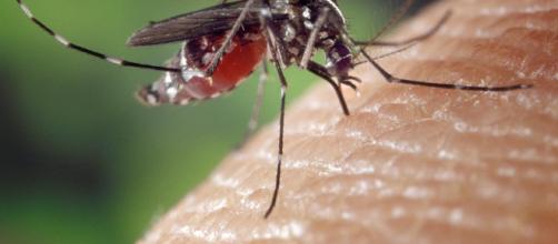 Febbre Dengue e Zanzara Tigre, la Regione Emilia Romagna spiega tutto