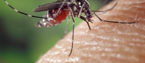 Febbre Dengue e Zanzara Tigre, la Regione Emilia Romagna spiega tutto