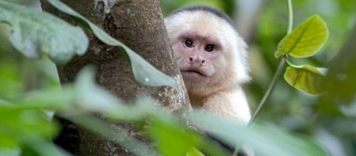 Monos capuchinos son avistados por primera vez utilizando rocas como herramientas