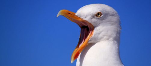 Seagulls in Devon, Dorset and Somerset are getting drunk. [Image Pexels]