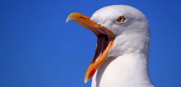 Seagulls in Devon, Dorset and Somerset are getting drunk. [Image Pexels]