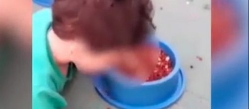 Bimbo di due anni costretto dalla mamma a mangiare il cibo del cane - ilmessaggero.it