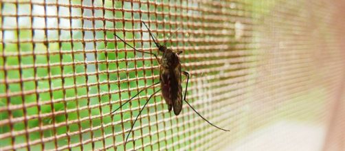 VENEZUELA / Según el Malaria World Report de la OMS aumentan los casos de paludismo