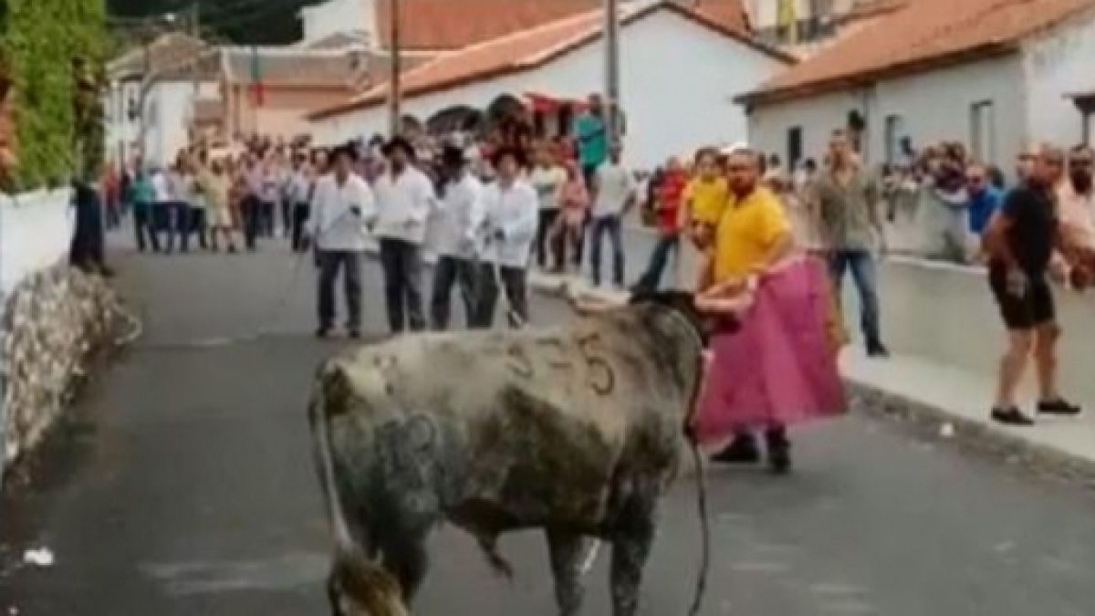 Basta de Touradas