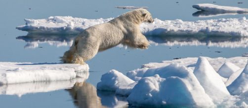 A male Polar bear jumping from one ice floe to another in Svalbard. [Image courtesy – Andreas Weith, Wikimedia Commons]