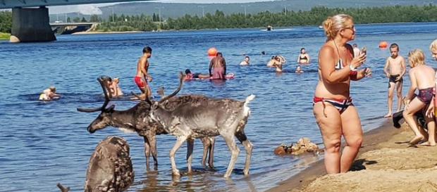 Renne in Lapponia si bagnano nel fiume di Rovaniemi per il gran caldo: una foto che ha fatto il giro del mondo. Renne in Lapponia si bagnano nel fiume di Rovaniemi per il gran caldo: una foto che ha fatto il giro del mondo.