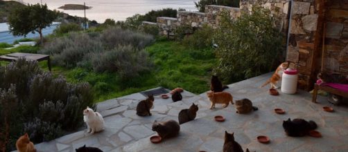 Cercasi accarezzatore di gatti: è strano ma vero l'annuncio di lavoro che arriva dall'isola greca di Syros.