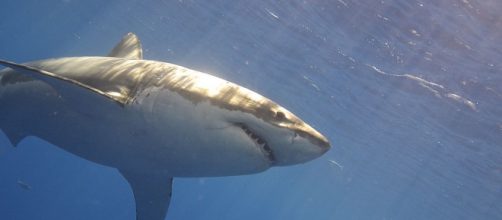 Image of a great white shark in the water. [Image courtesy – Elias Levy, Wikimedia Commons]