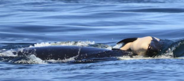 Foto: Michael Weiss/Center for Whale Research via AP) Foto: Michael Weiss/Center for Whale Research via AP)