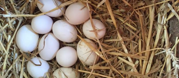 Uova fresche con salmonella ritirate dal mercato | Notizie - coolinariablog.it Uova fresche con salmonella ritirate dal mercato | Notizie - coolinariablog.it