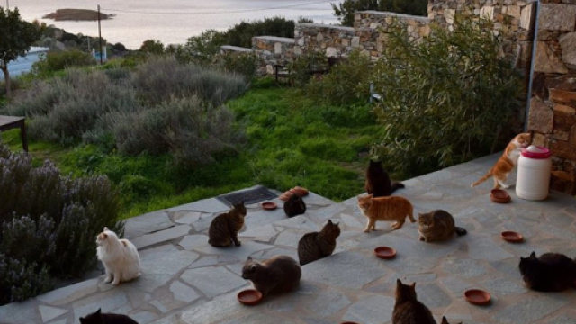Cercasi accarezzatore di gatti: &egrave; strano ma vero l'annuncio di lavoro che arriva dall'isola greca di Syros.