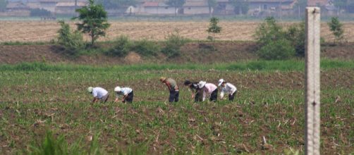 North Korean farmers toiling in their field. [Image courtesy – Beyond, Wikimedia Commons]