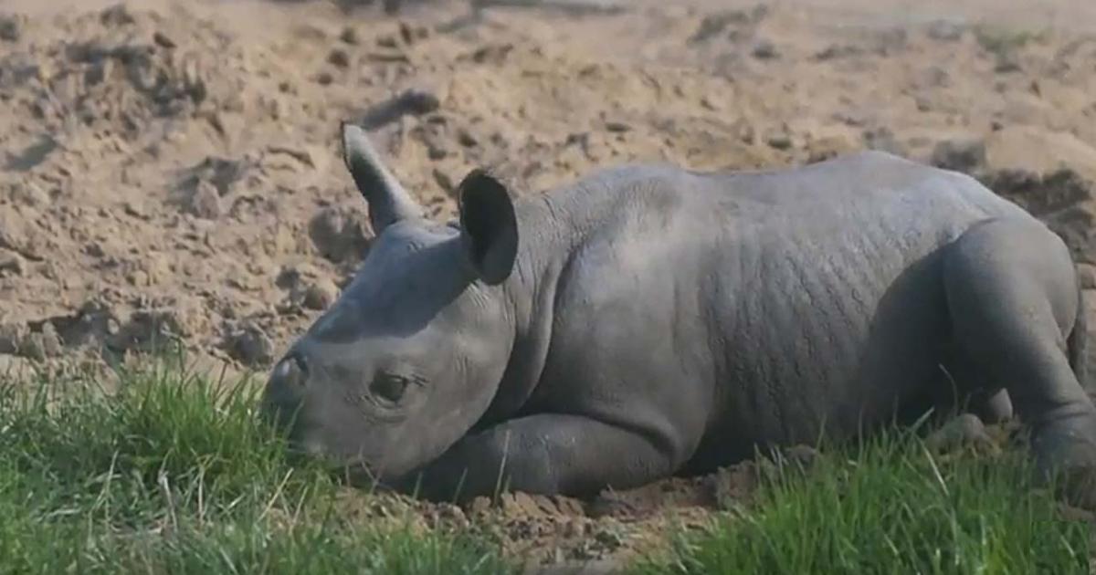 Chester Zoo: Baby Black Rhino Ventures Outside To Play For The First Time