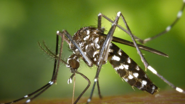 Virus West Nile, diversi casi in Emilia Romagna: colpa del clima e delle zanzare.