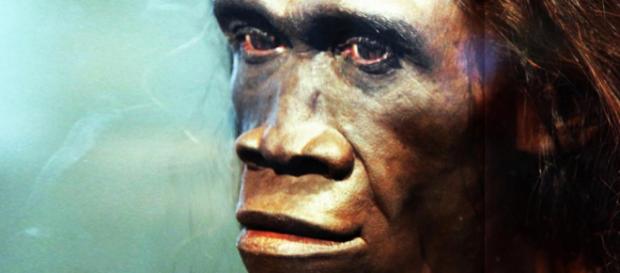 Estudio reveló que una de las causas de la extinción del Homo erectus fue la pereza Estudio reveló que una de las causas de la extinción del Homo erectus fue la pereza
