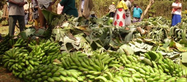 ÁFRICA/ Los cultivadores de banano temen que el Brexit afecte sus negocios ÁFRICA/ Los cultivadores de banano temen que el Brexit afecte sus negocios