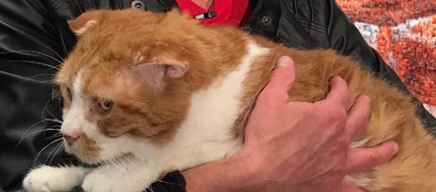 The Patricia H. Ladew Foundation helps cats--especially older cats--find forever homes. / Image via Dr. Susan Whittred, used with permission. The Patricia H. Ladew Foundation helps cats--especially older cats--find forever homes. / Image via Dr. Susan Whittred, used with permission.