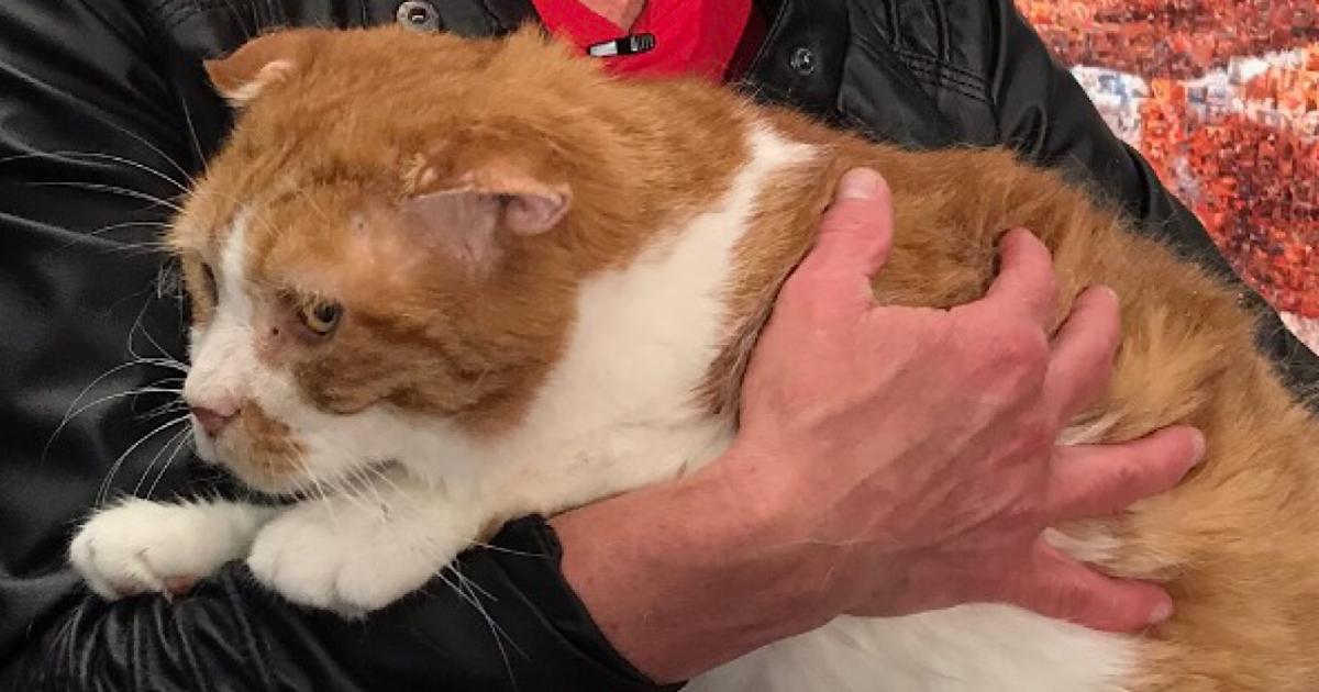 Seniors for Seniors Charity organization pairs elderly cats with