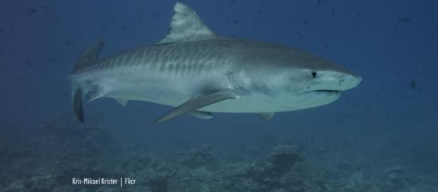 Gurthrude, a tiger shark like this one travelled from Southern Africa to madagascar - Image credit - Kris-Mikael Krister | Flickr Gurthrude, a tiger shark like this one travelled from Southern Africa to madagascar - Image credit - Kris-Mikael Krister | Flickr