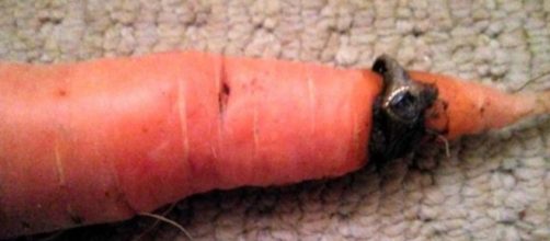 A woman lost a gold ring 12 years ago, which turned up on a carrot from the garden. [Image @TheDairyDiary/Twitter]
