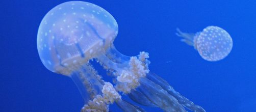 Filippine, bimba romana muore per la puntura di una medusa.