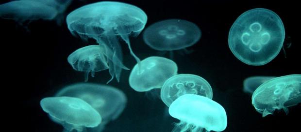 Cubomedusa o Medusa cubo è tra gli animali marini più pericolosi Cubomedusa o Medusa cubo è tra gli animali marini più pericolosi