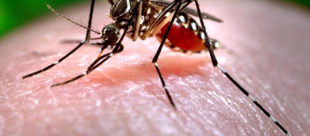 Se ha detectado en España un mosquito asiático capaz de infectar con dengue y chikungunya Se ha detectado en España un mosquito asiático capaz de infectar con dengue y chikungunya
