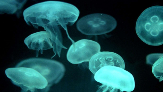 Cubomedusa o Medusa cubo è tra gli animali marini più pericolosi