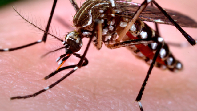 West Nile, in Veneto gi&agrave; 4 le vittime: i comuni prendono provvedimenti