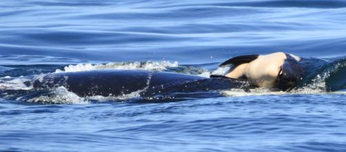 Mamá orca tardó 17 días en despedirse de su cría muerta