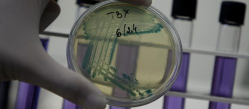 Università Federico II: nuovi antibiotici contro i batteri farmaco-resistenti