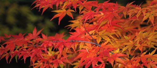 Le bellissime foglie di acero rosso conterrebbero un vero e proprio botox vegetale capace di trattare efficacemente rughe e macchie cutanee