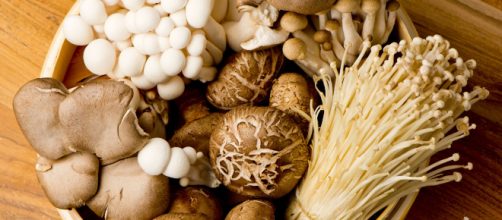 I funghi sono una delle poche fonti vegetali di vitamina D