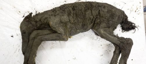 Cavallo mummificato ritrovato in Siberia