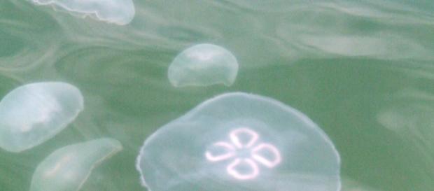 Bagnino libera meduse catturate e viene preso a badilate Bagnino libera meduse catturate e viene preso a badilate