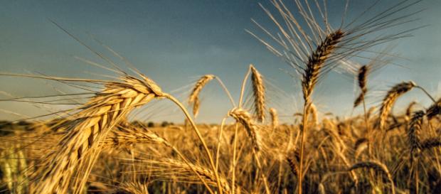 El futuro de la alimentación podría estar en el recién descifrado genoma del trigo El futuro de la alimentación podría estar en el recién descifrado genoma del trigo