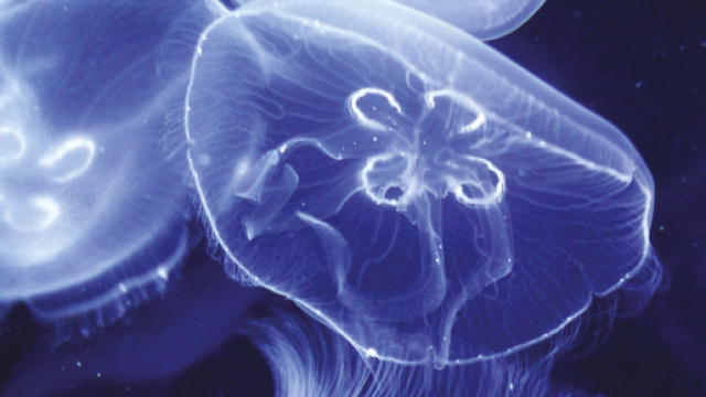 Rimini, bagnino libera meduse in mare: preso a badilate da un 37enne del posto