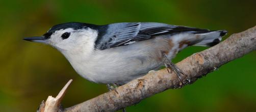 A white-breasted Nuthatch perched on a branch. [Image courtesy – Gary Irwin, Wikimedia Commons]
