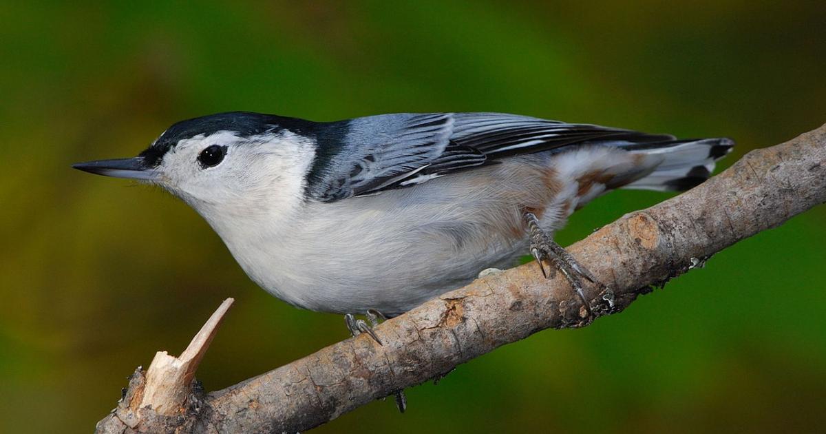 The Bahama nuthatch birds have not gone extinct but are very much alive