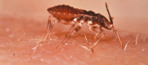 Malattia di Chagas - Wikipedia - wikipedia.org