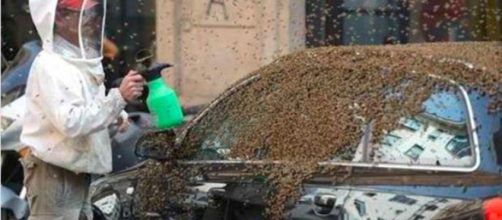 Sciame di vespe lo attacca causandone la morte - Il Mattino.it