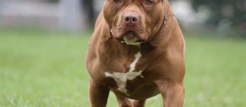 Pit bull dog 'protects child from burglar' in Nebraska - independent.co.uk