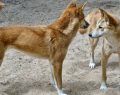 Western Australia: Twitter users slam new law to remove protection from dingoes