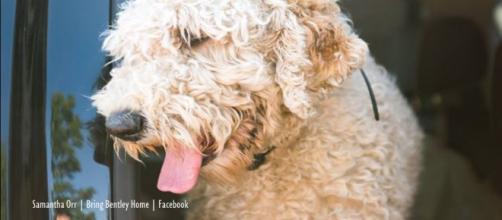 Bentley the dog who survived a fatal car crash & 19 days in the wilderness - Image credit - Samantha Orr - Bring Bentley Home | Facebook
