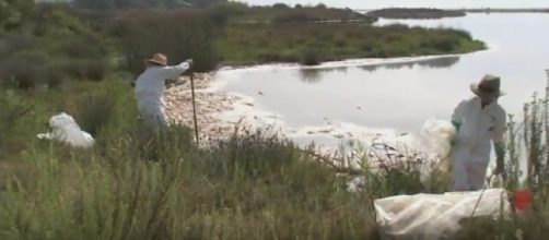 Massive fish die-off creates smelly mess in Malibu. [Image courtesy – ABC7, YouTube video]