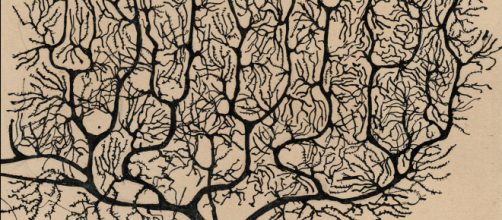 Un disegno di Cajal, il premio Nobel spagnolo che descrisse la struttura dei neuroni (copertina del libro "Butterflies of the soul")